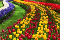 Bội thu với những vườn hoa tulip bắt mắt