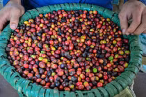 Thăm nơi sản xuất ra loại cà phê ngon nhất thế giới