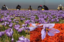 Kỳ công thu hoạch nhụy hoa nghệ tây vô cùng đắt đỏ