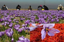 Kỳ công thu hoạch nhụy hoa nghệ tây vô cùng đắt đỏ