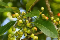 Thứ lá rẻ bèo cực tốt cho người bệnh gout và mỡ máu