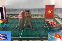 “Nhà tiên tri“ động vật dự đoán Việt Nam thắng Thái Lan tại Vòng loại WC 2022