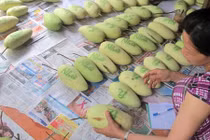 Tận mục những loại xoài độc, dị, lạ siêu hút khách 