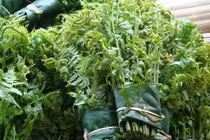 Những loại rau mọc dại cực tốt cho sức khỏe