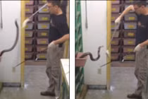 Thót tim nghề nguy hiểm cho rắn hổ mang bành ăn 