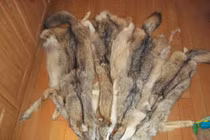 Giật mình thảm trải sàn hình quái thú kỳ dị