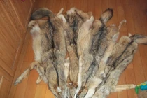 Giật mình thảm trải sàn hình quái thú kỳ dị