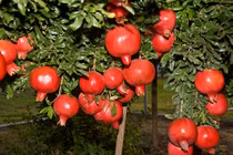 Xem thu hoạch lựu đỏ bắt mắt ngay tại vườn