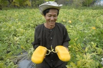 Những trang trại hoa quả “hái ra tiền” của lão nông Việt