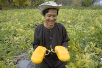 Những trang trại hoa quả “hái ra tiền” của lão nông Việt