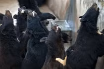 Rợn người hình ảnh trang trại nuôi gấu lấy mật kiếm lời