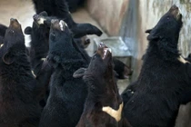 Rợn người hình ảnh trang trại nuôi gấu lấy mật kiếm lời