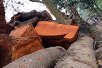 Ông Phạm Quang Nghị: Không né tránh xử lý vụ chặt cây xanh!