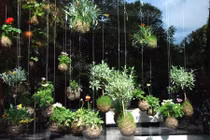 Những khu vườn treo độc đáo trang trí nhà đẹp