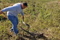 Người chuyên bắt trăn khổng lồ bằng tay không