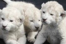 Những loài vật cưng đắt giá nhất thế giới