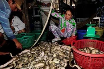 Chùm ảnh về những làng nghề chuyên đánh bắt rắn biển, tôm hùm