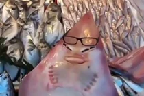 “Cá mập mặt người” hiếm gặp sa lưới ngư dân