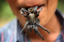 Theo chân những thợ săn nhện vằn – món ăn đặc sản ở Campuchia