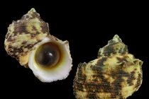 Đi biển, tuyệt đối không ăn những loài ốc cực độc này 