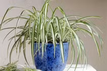 15 loại cây cảnh bạn nên trồng khắp nơi trong nhà