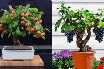 Mê mẩn bonsai hoa quả sai trĩu trịt