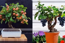 Mê mẩn bonsai hoa quả sai trĩu trịt