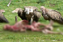 Ám ảnh với phong tục xẻ thịt người chết cho kền kền ăn ở Tây Tạng