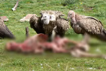 Ám ảnh với phong tục xẻ thịt người chết cho kền kền ăn ở Tây Tạng