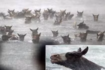 Hàng trăm con tuấn mã vượt sông ấn tượng