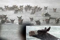 Hàng trăm con tuấn mã vượt sông ấn tượng