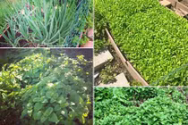 Những khu vườn đẹp của mẹ Việt ở nước ngoài