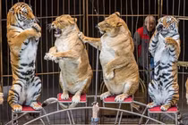 Video: Số phận của hổ trong các gánh xiếc