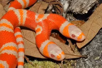 Tận mục rắn hai đầu giá hơn 1 tỷ đồng