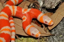 Tận mục rắn hai đầu giá hơn 1 tỷ đồng