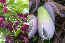 Tò mò loại quả đặc sản cao cấp hút tiền