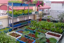 Những vựa rau xanh tốt giữa nhà phố của các ông bố Việt