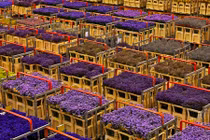 Tận mục chợ hoa tươi khổng lồ ở Hà Lan