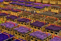 Tận mục chợ hoa tươi khổng lồ ở Hà Lan