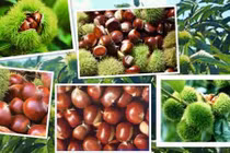 Tò mò xem thu hoạch hạt dẻ khổng lồ