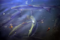 Một ngày bận rộn ở trang trại cá hồi