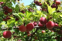 Những biểu tượng trái cây nên treo trong nhà để "hứng" tốt lành