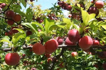 Những biểu tượng trái cây nên treo trong nhà để "hứng" tốt lành