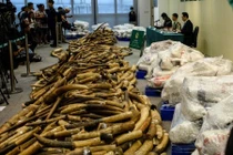 Chùm ảnh Hong Kong tịch thu kho ngà voi cực lớn 