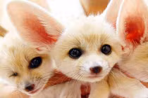 Những sinh vật đáng yêu nhất hành tinh