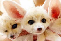 Những sinh vật đáng yêu nhất hành tinh