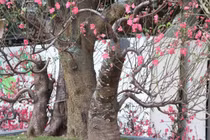 Cận cảnh đào rừng cổ thụ lên thành phố với giá khủng