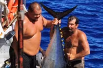 Cần thủ hút chết vì bị cá “khủng”... kéo xuống biển