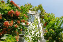 Công ty Việt bắt mắt với cây xanh phủ kín 