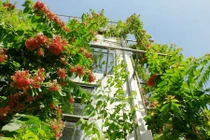 Công ty Việt bắt mắt với cây xanh phủ kín 